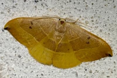 Watsonalla uncinula