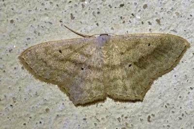 Scopula nigropunctata
