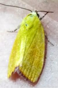 Earias roseifera