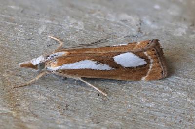 Catoptria mytilella