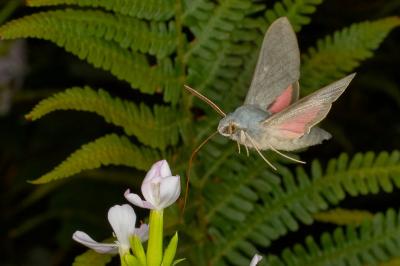 Hyles vespertilio