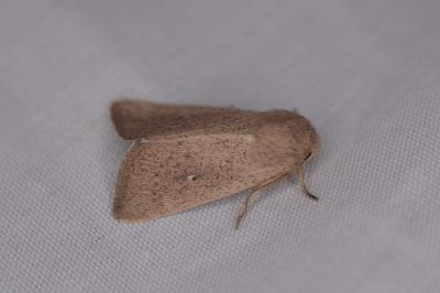 Mythimna sicula
