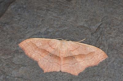 Scopula imitaria
