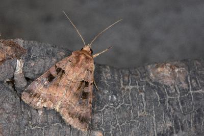 Xestia stigmatica