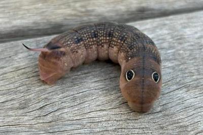 Hippotion celerio