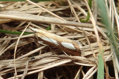 Catoptria conchella conchella