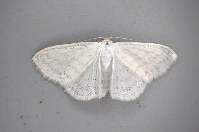 Scopula caricaria