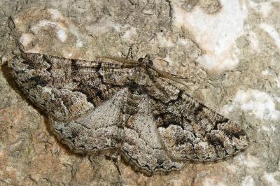 Peribatodes ilicaria