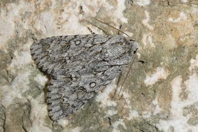 Acronicta aceris