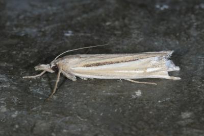 Ancylolomia tentaculella