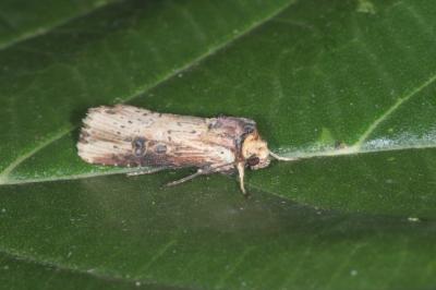 Axylia putris