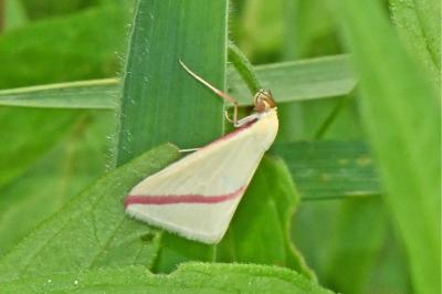 Rhodometra sacraria
