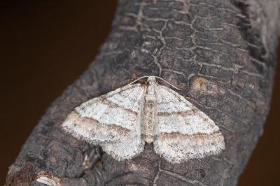 Mesotype parallelolineata