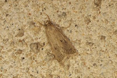 Chilo pulverosellus