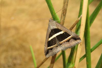 Grammodes bifasciata