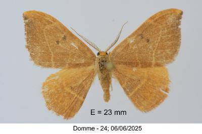Watsonalla binaria