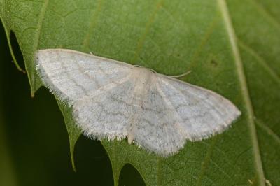 Idaea subsericeata