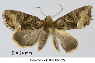 Oligia versicolor