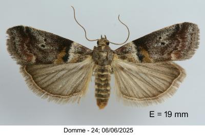 Acrobasis consociella