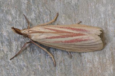 Hypsotropa gallohispanicella