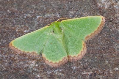 Eucrostes indigenata