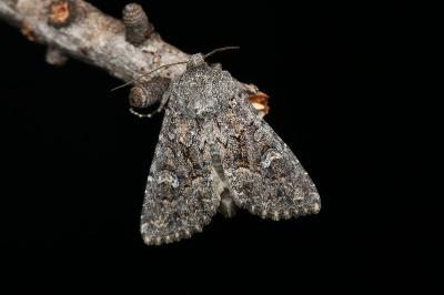 Apamea maillardi