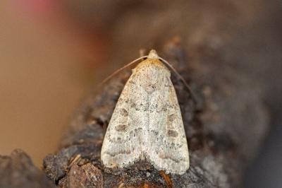 Hoplodrina hesperica
