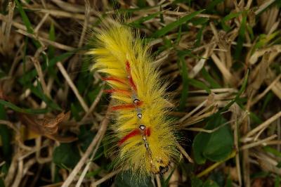 Acronicta aceris