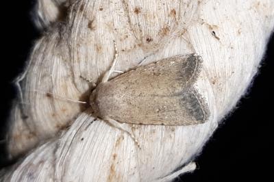 Caradrina ingrata