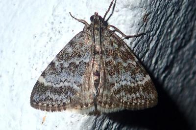 Evergestis sophialis