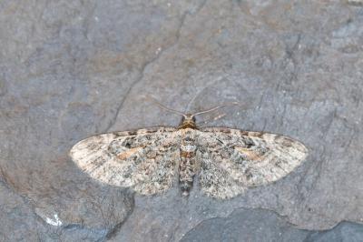 Eupithecia icterata