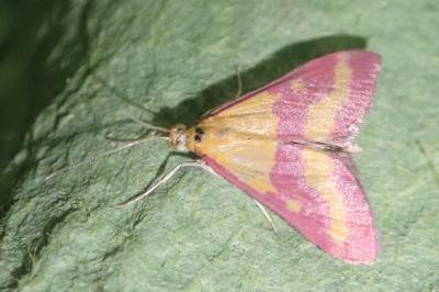 Pyrausta virginalis