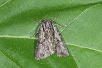 Chloantha hyperici