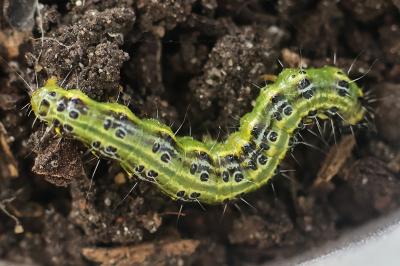 Cydalima perspectalis