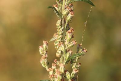 Cucullia absinthii