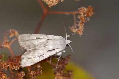 Dichagyris candelisequa