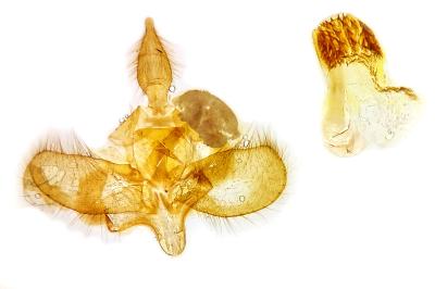 Amphipyra tetra