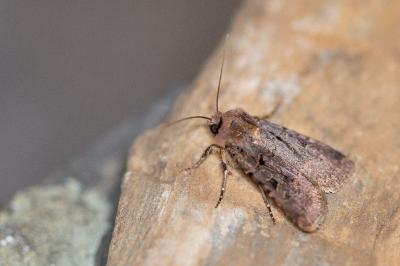 Chersotis rectangula
