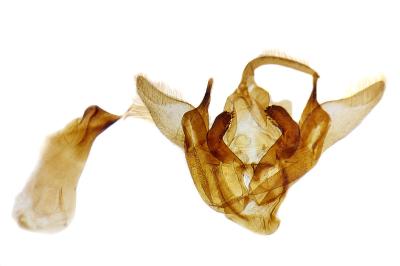 Chersotis rectangula