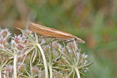 Agriphila tristella