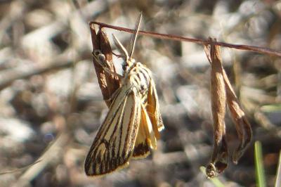 Spiris striata