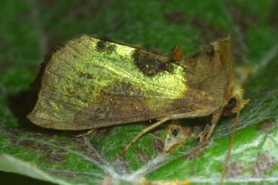 Diachrysia stenochrysis