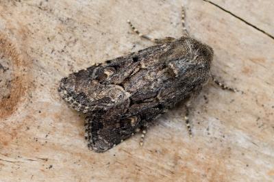 Luperina testacea