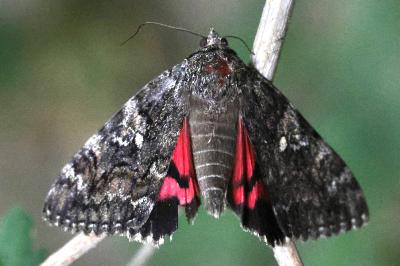 Catocala sponsa