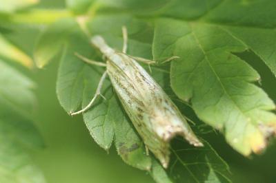 Catoptria falsella