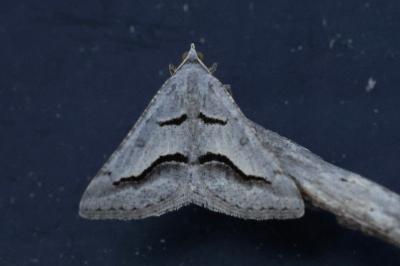 Digrammia rippertaria