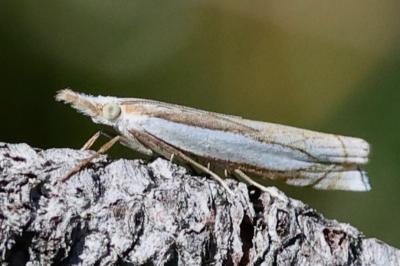 Crambus uliginosellus