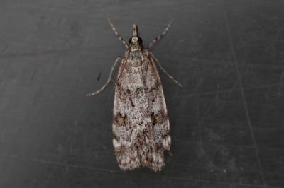 Scoparia ambigualis