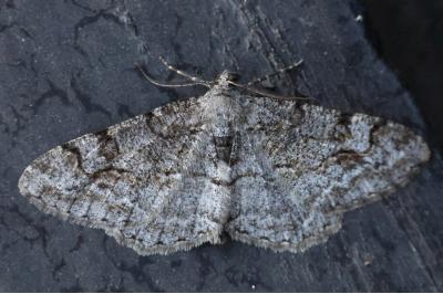 Alcis repandata