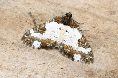 Melanthia procellata